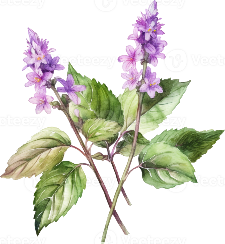 fabriek patchouli of pogostemon cablini Afdeling met bloemen en bladeren. hand- getrokken waterverf illustratie geïsoleerd Aan wit achtergrond. png