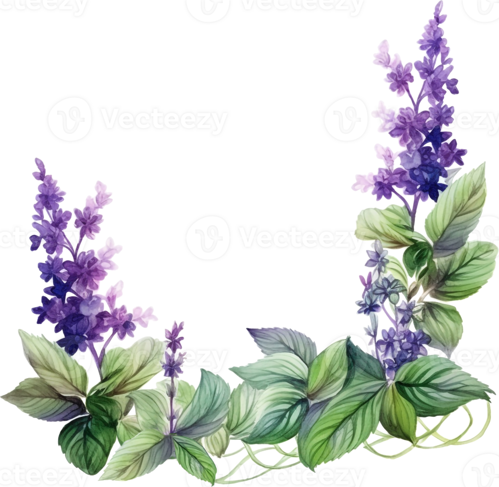 pianta patchouli o pogostemone cablini ramo con fiori e le foglie. mano disegnato acquerello illustrazione isolato su bianca sfondo. png