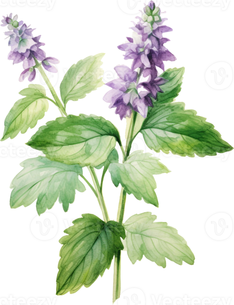 planta pachulí o pogostemon Cablini rama con flores y hojas. mano dibujado acuarela ilustración aislado en blanco antecedentes. png