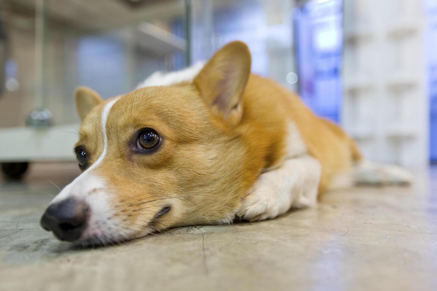 pembroke Gales corgi agachado en piso. foto