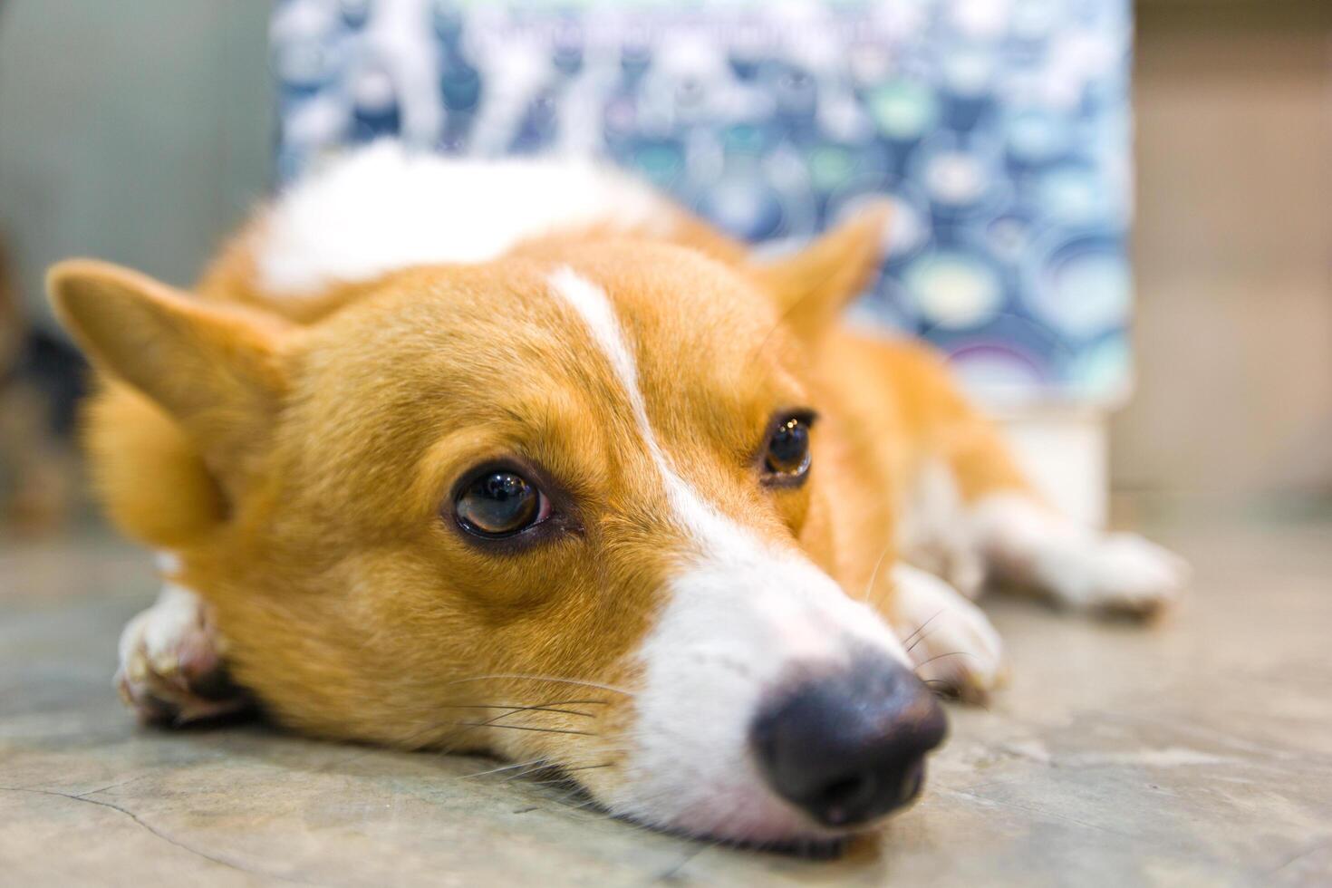 pembroke Gales corgi agachado y dormir. foto