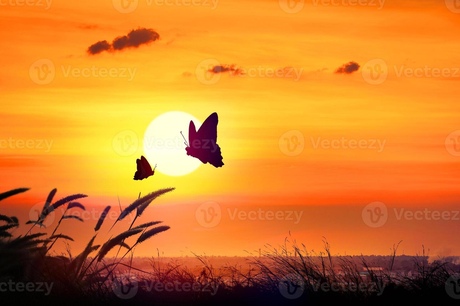 Silhouette of butterfly flying outdoor the sunset. photo