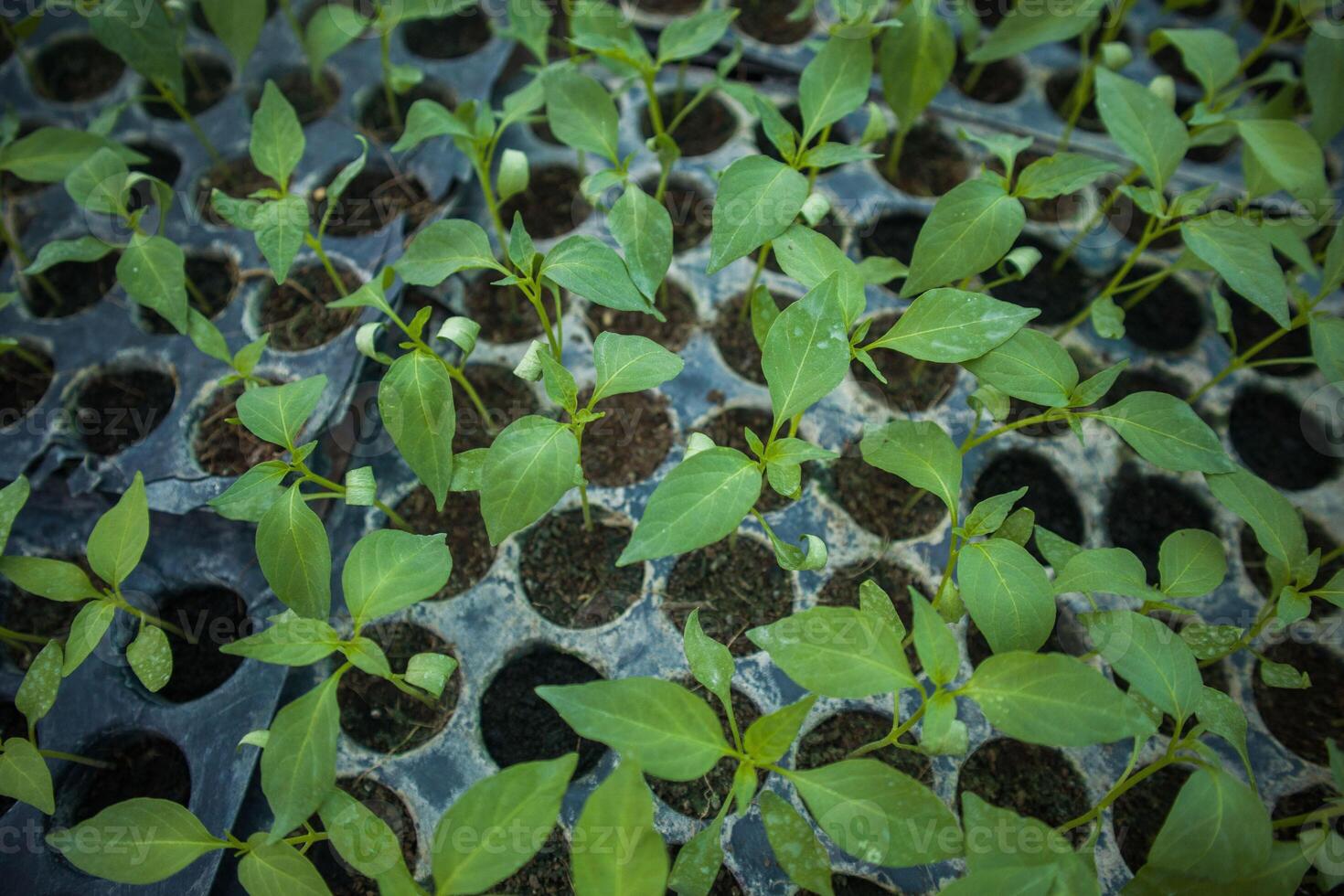 Plant and vegetables seedlings photo