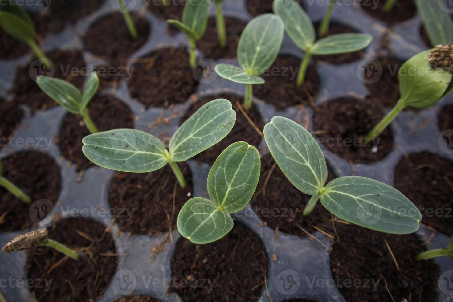 Plant and vegetables seedlings photo