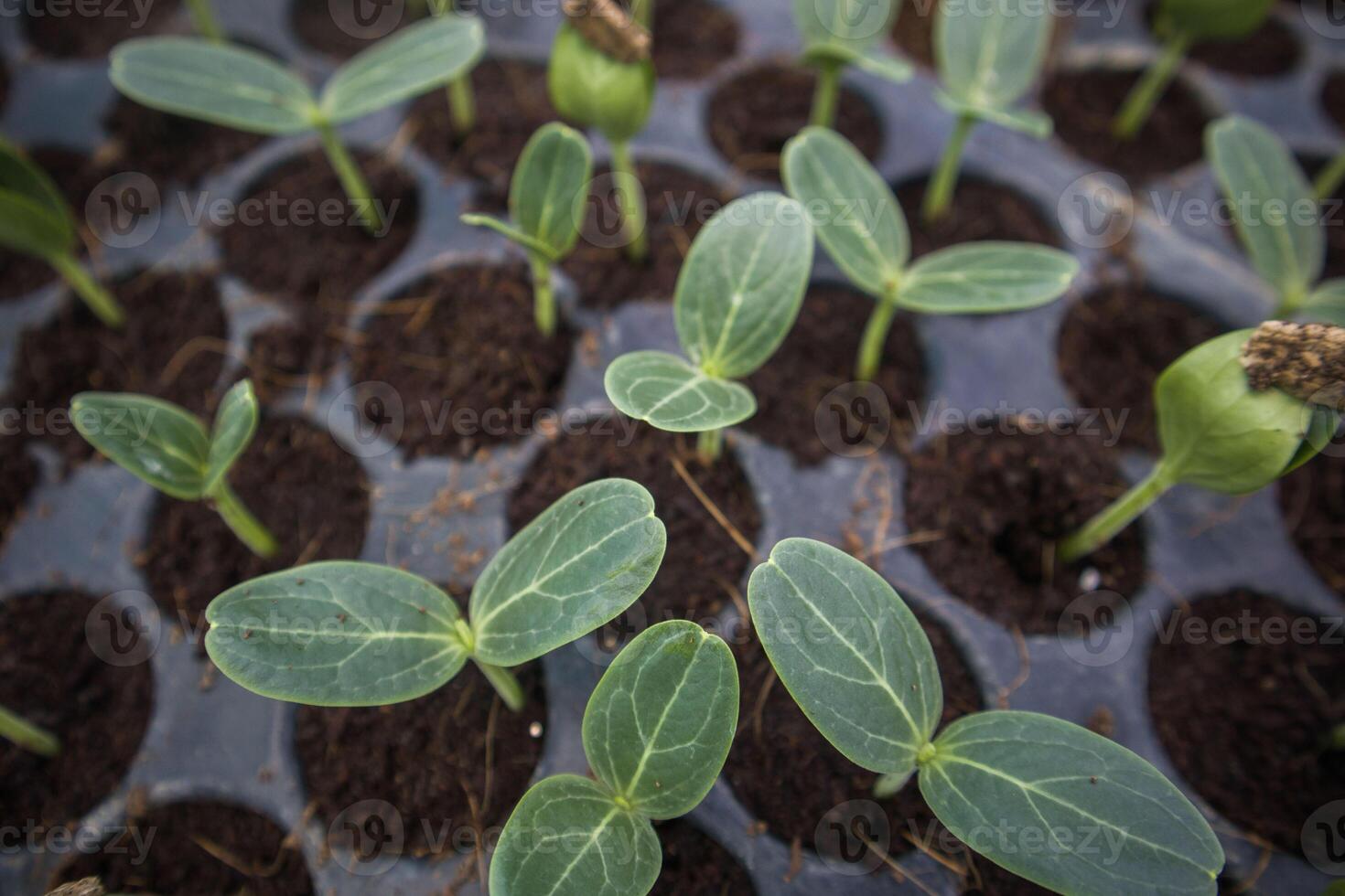 Plant and vegetables seedlings photo