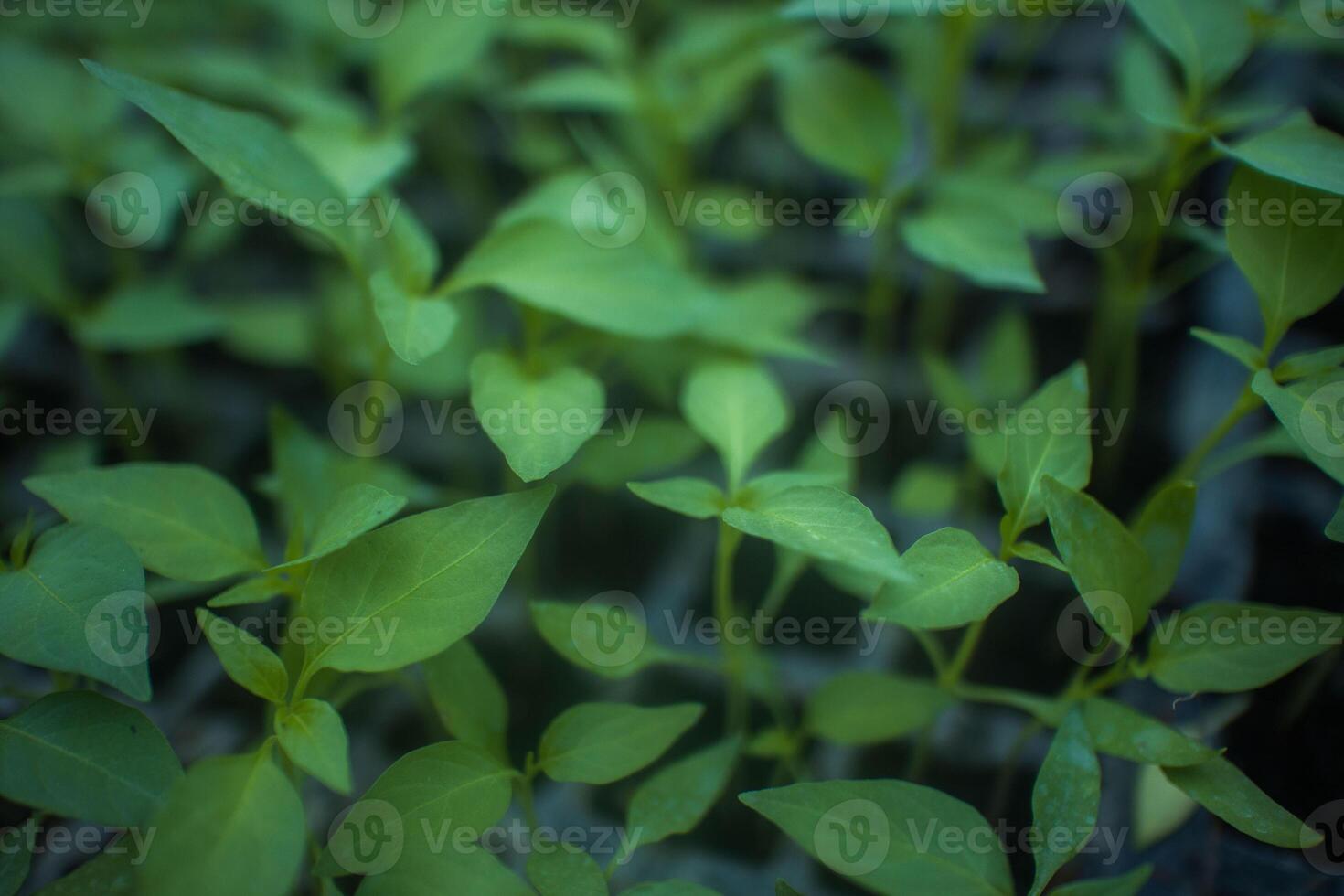 Plant and vegetables seedlings photo