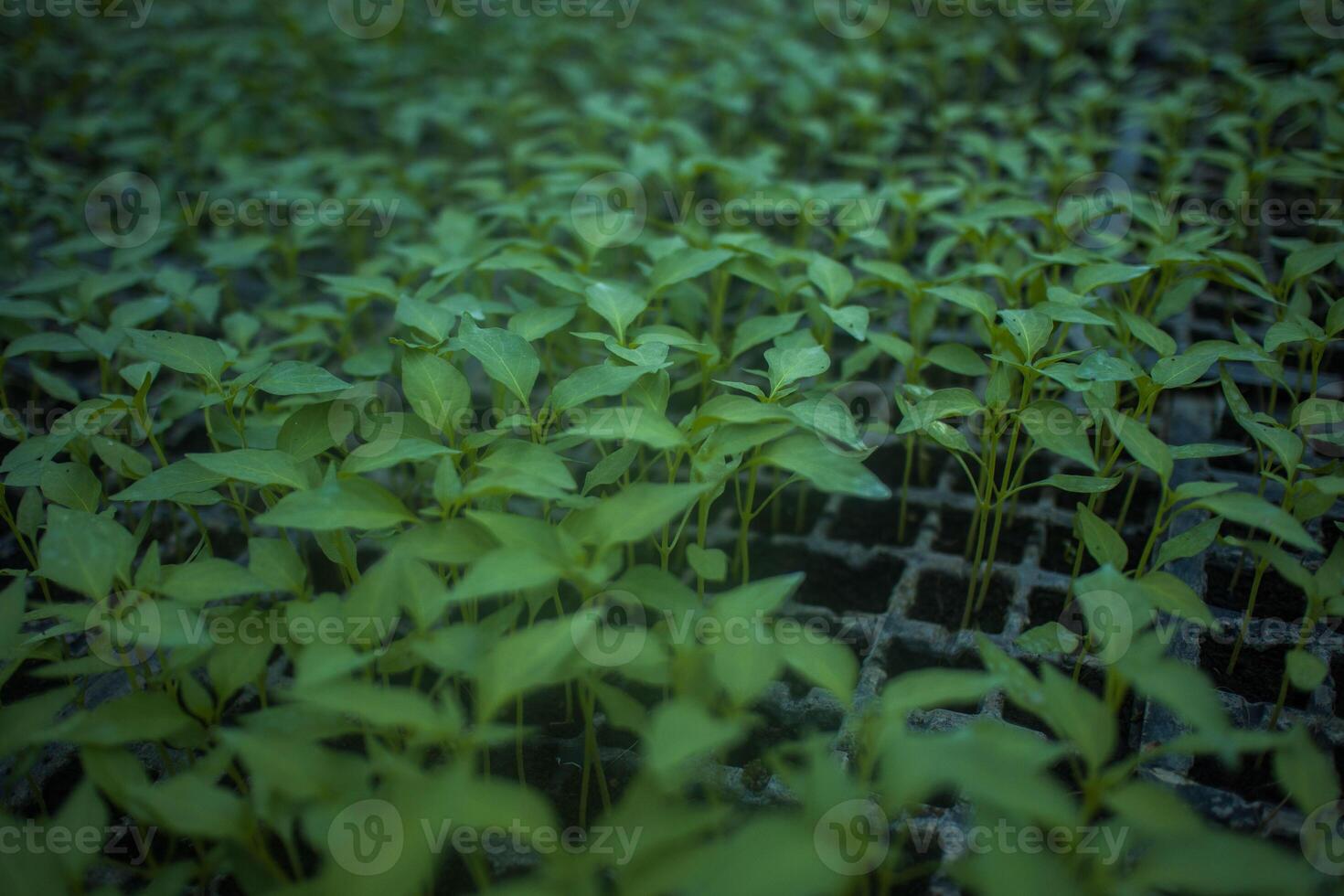 Different types of Plant and vegetables seedlings photo