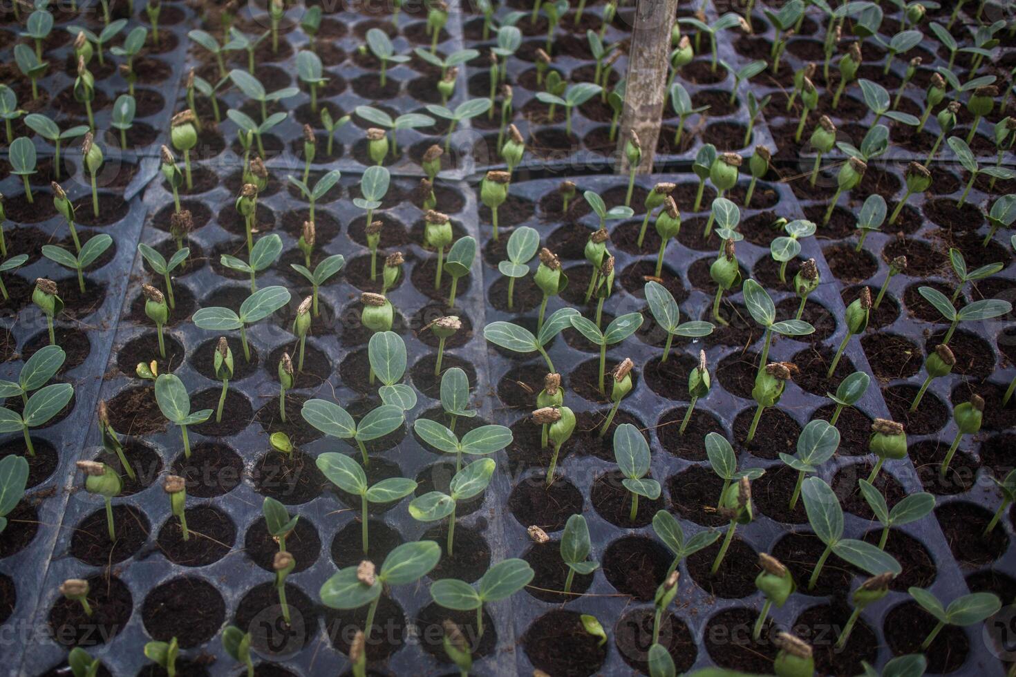 diferente tipos de planta y vegetales plántulas foto