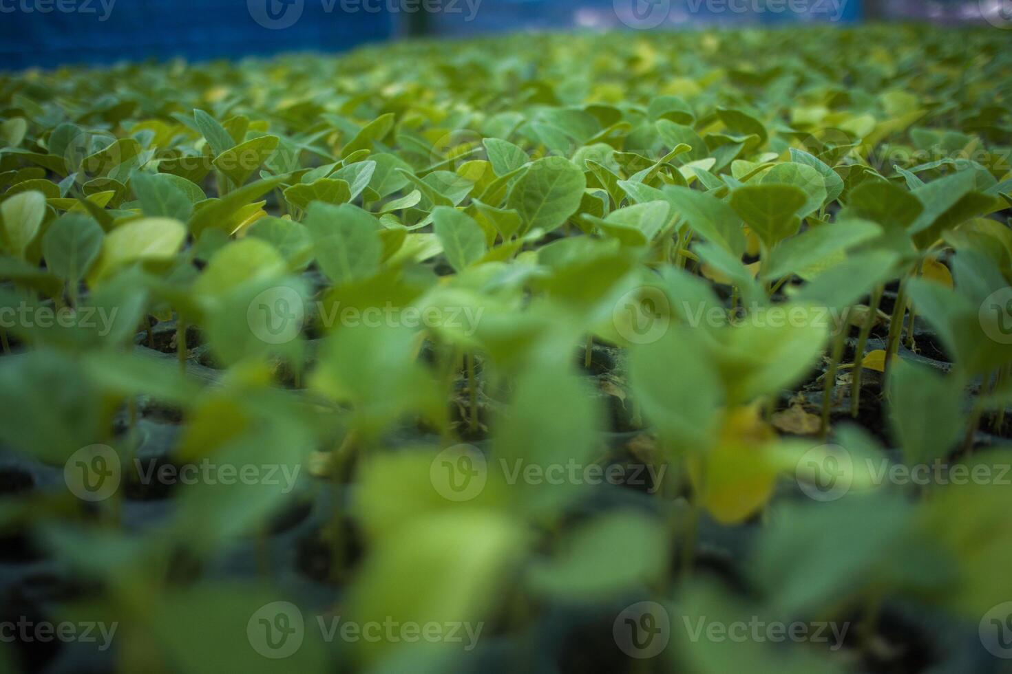 Different types of Plant and vegetables seedlings photo