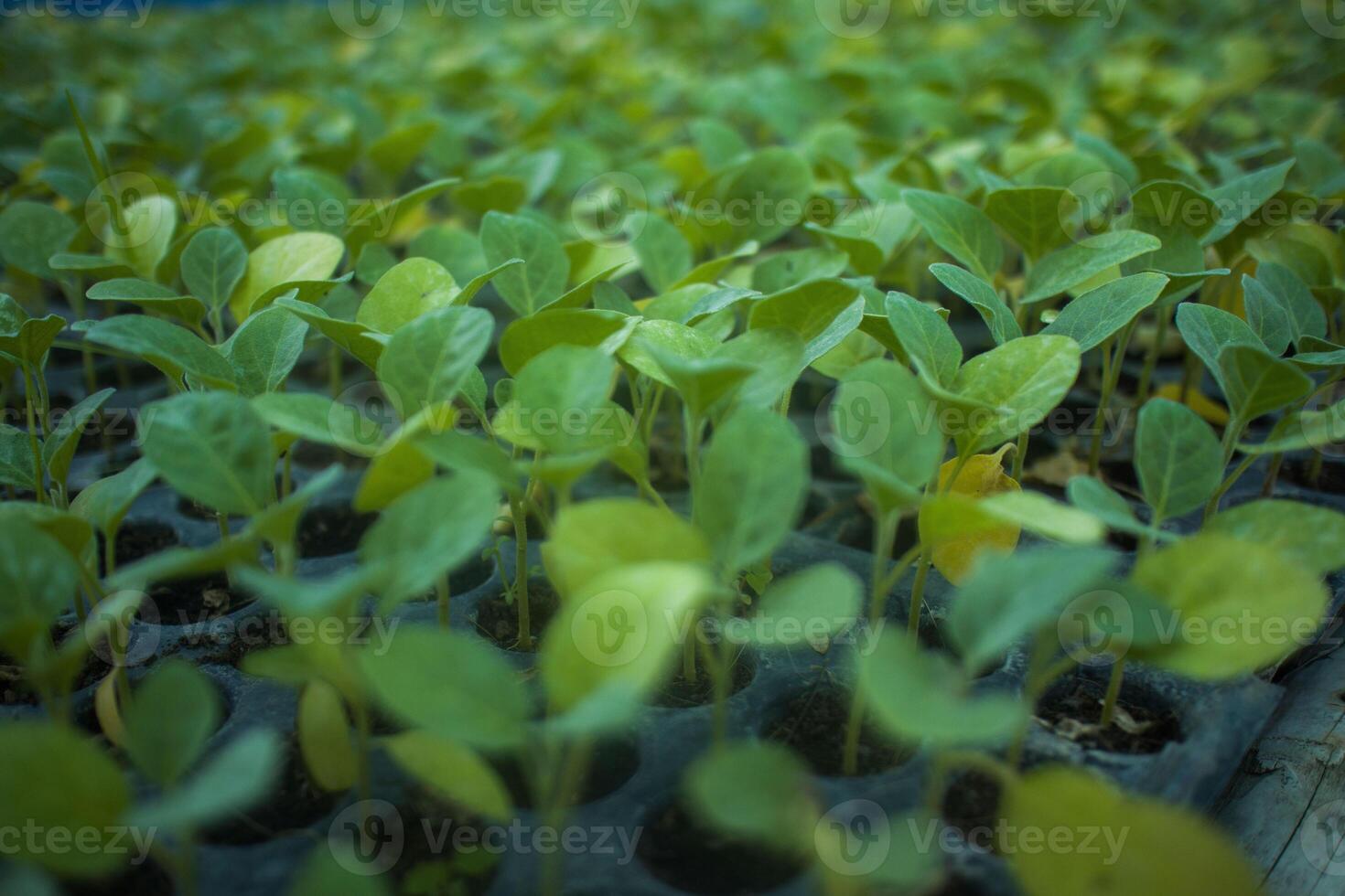 diferente tipos de planta y vegetales plántulas foto