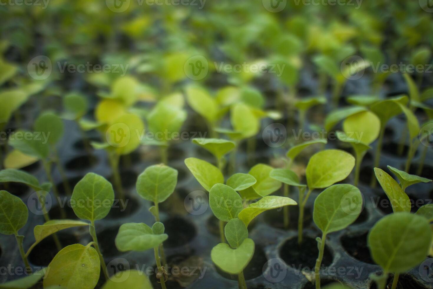 diferente tipos de planta y vegetales plántulas foto