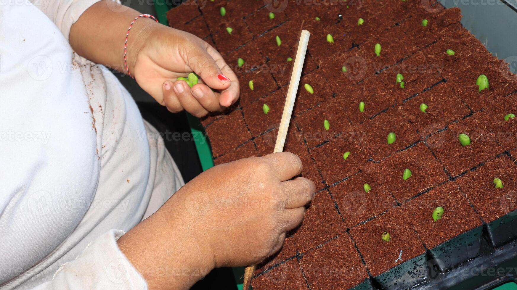 planting mangrove tree seeds in polybags photo