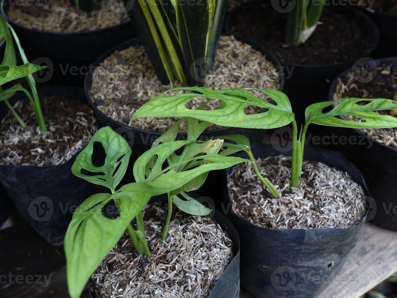 Janda bolong or The popular types of monstera photo