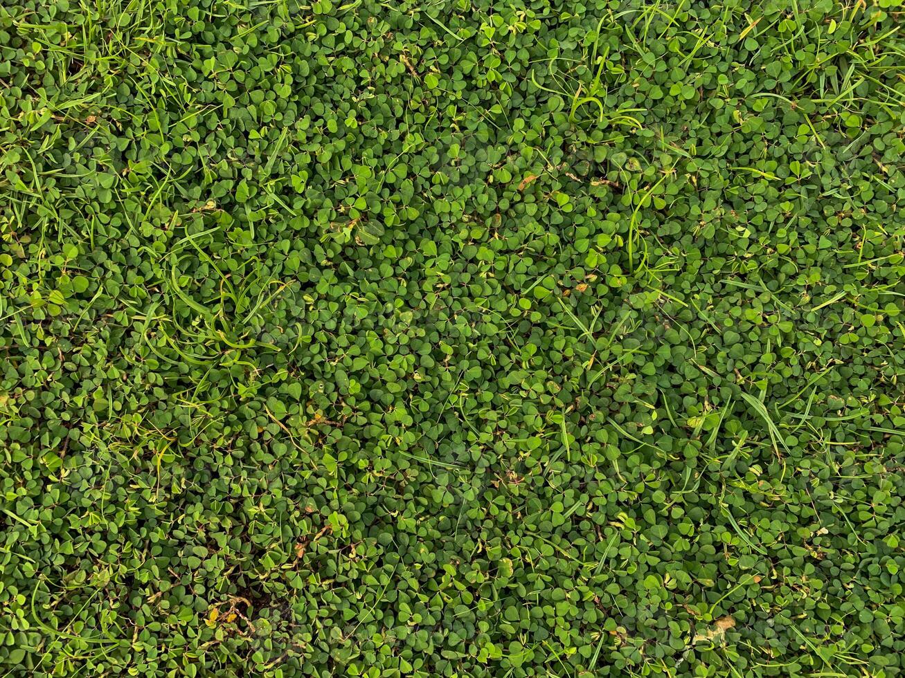 green grass background photo