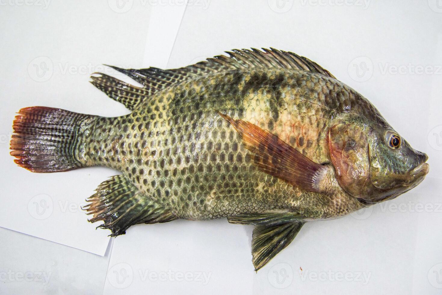 anatomía de tilapia pescado para enfermedad dicción foto