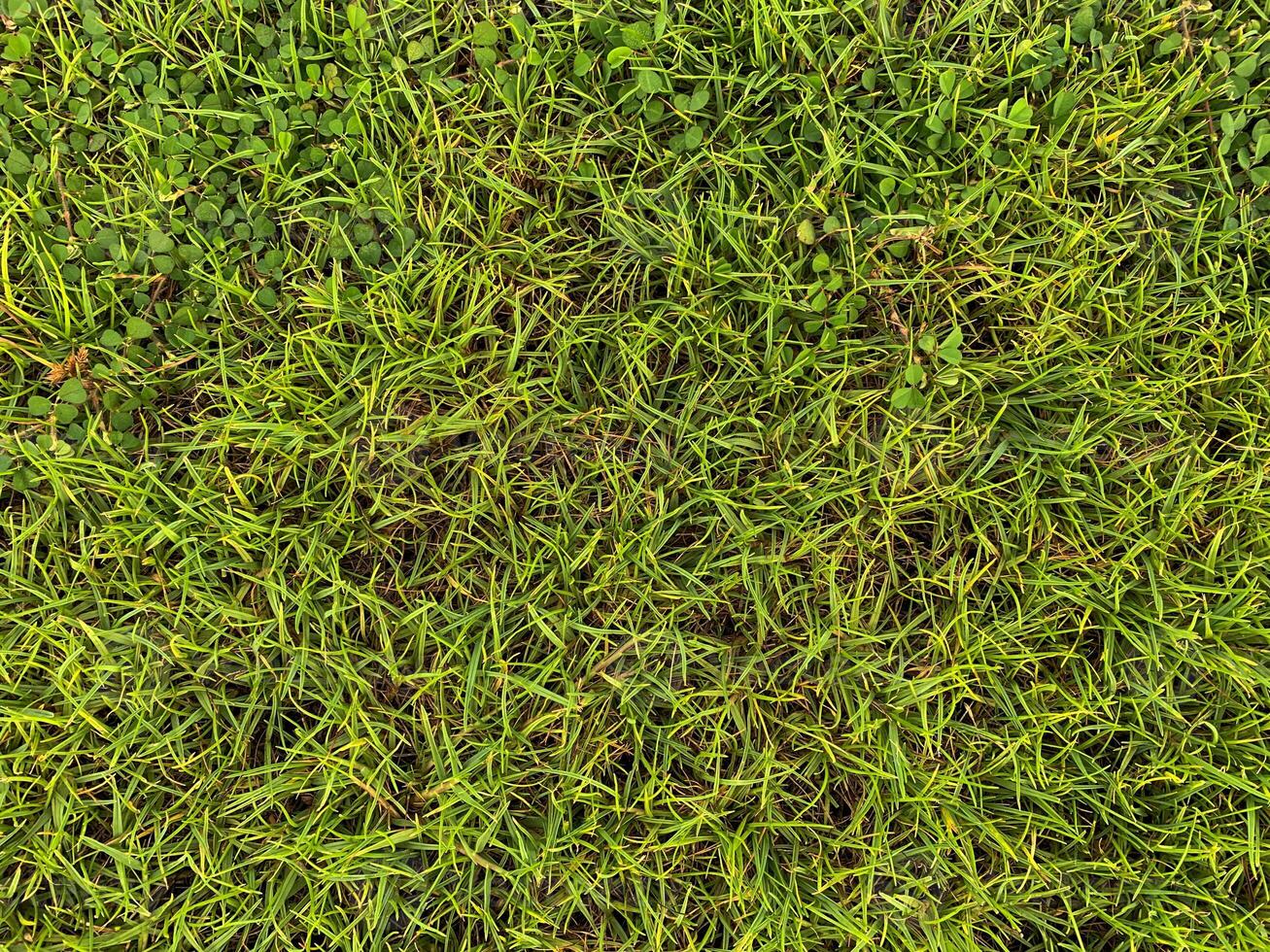 green grass background photo