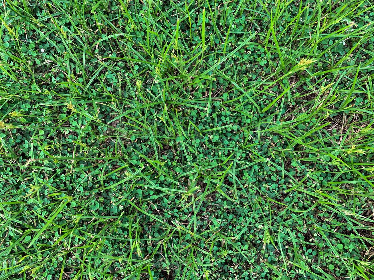 green grass background photo