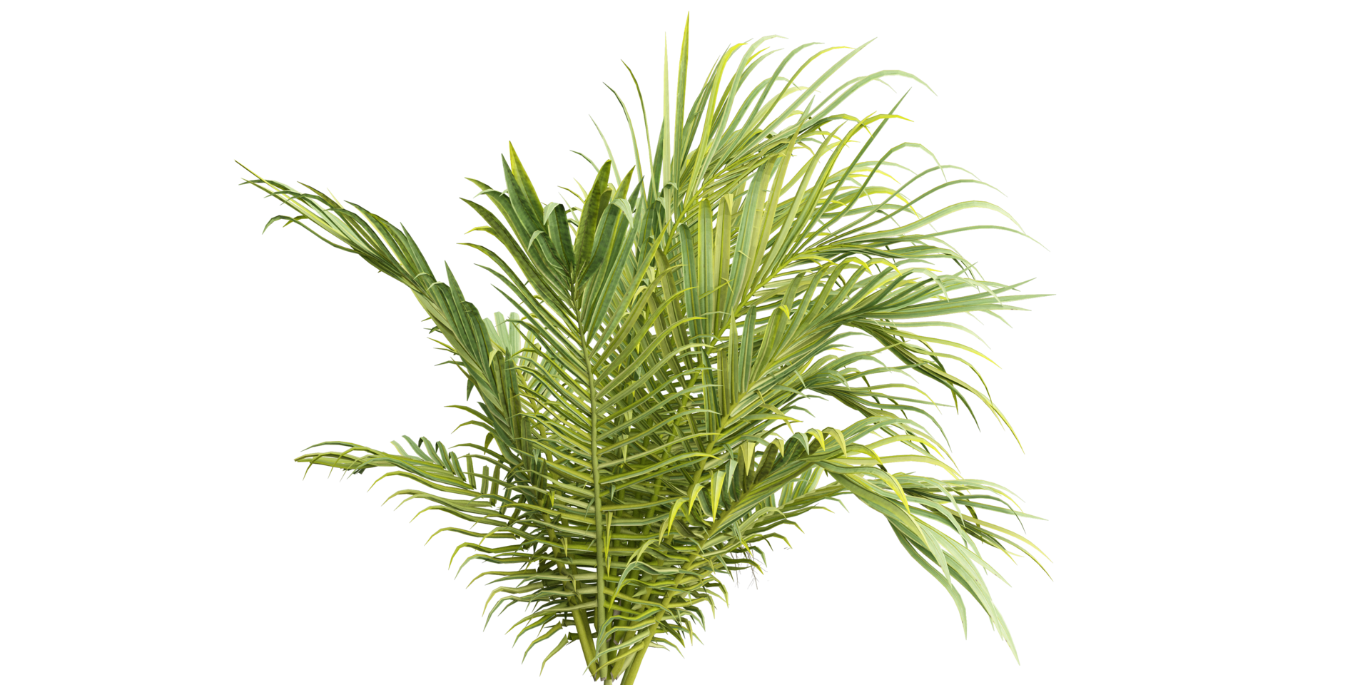 isolated plant and tree bush, tropical leaf on transparent background png