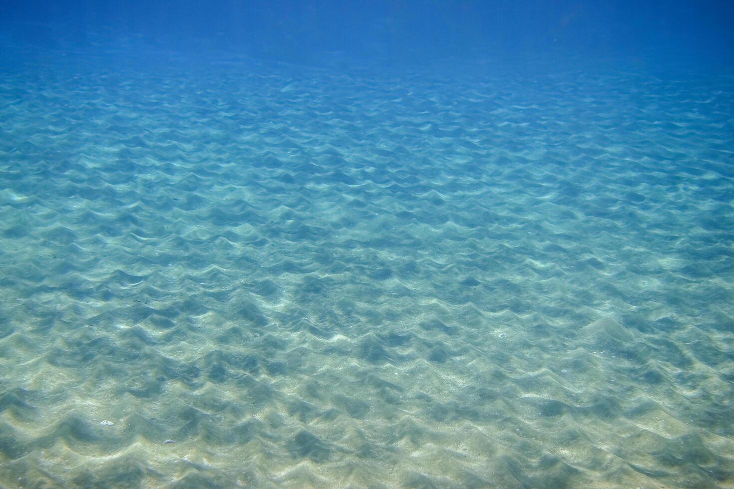 landscape with hills at the seabed in clear water during diving in egypt photo