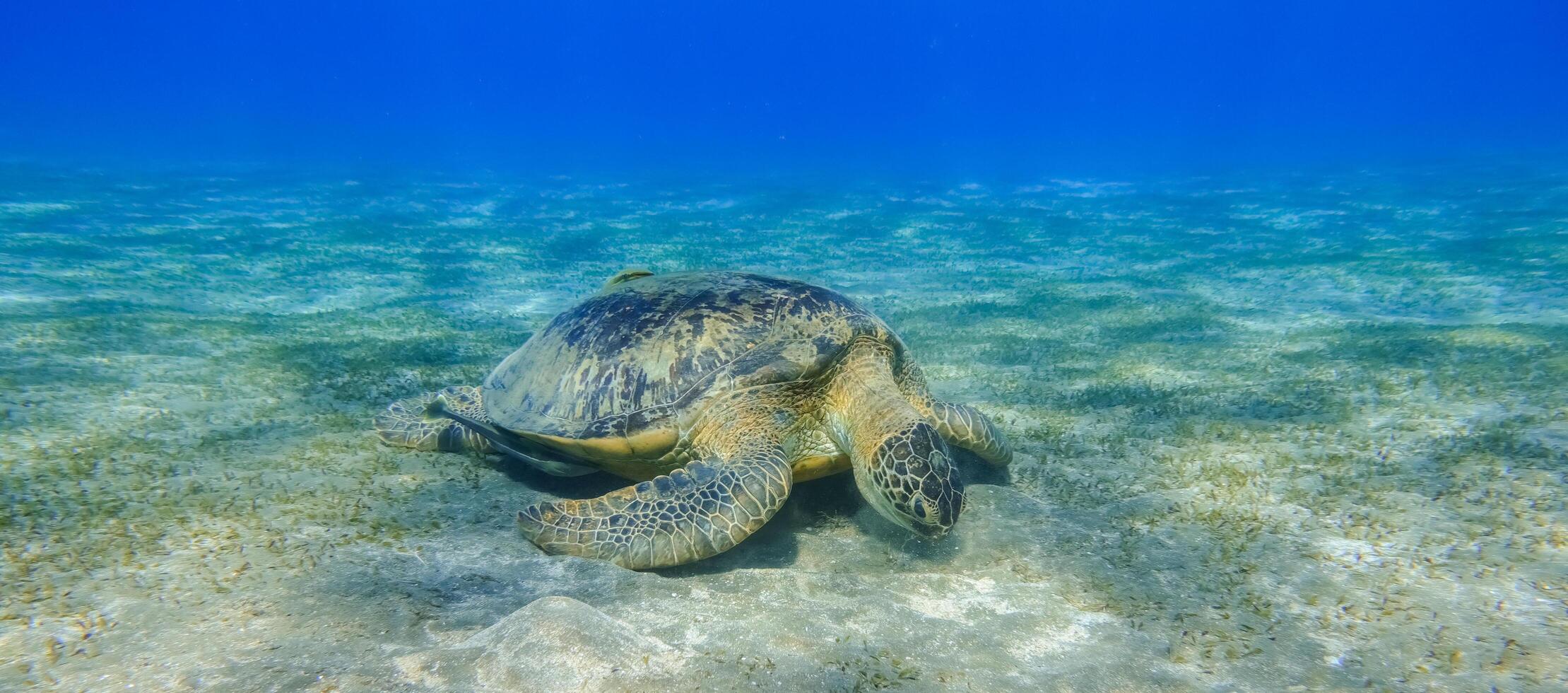 increíble verde mar Tortuga comiendo algas marinas en claro profundo azul agua en Egipto panorama foto