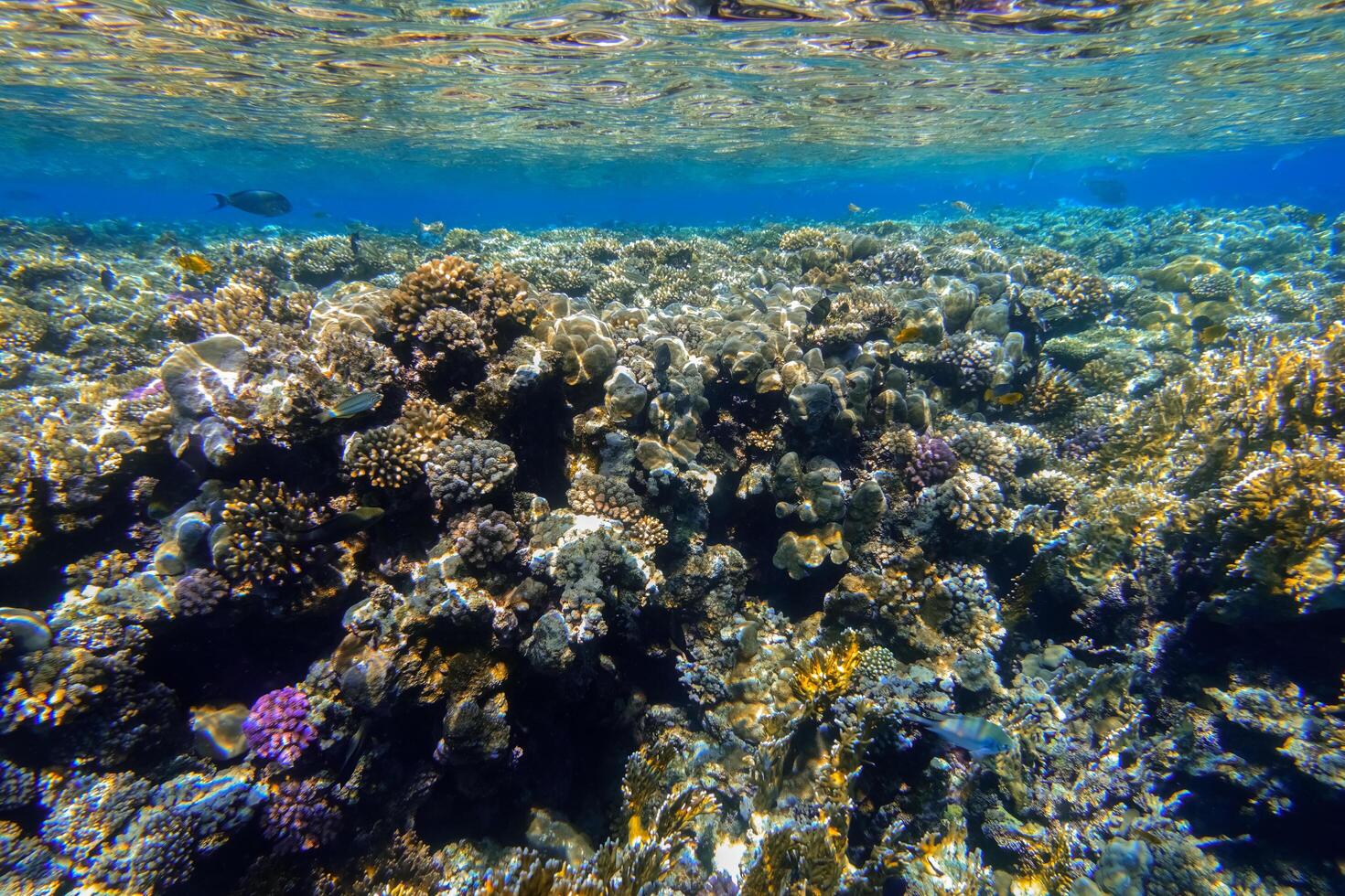 colorful reef near the surface during snorkeling in the red sea egypt photo