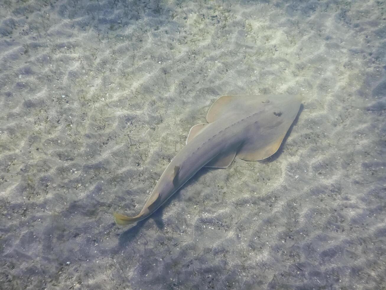 guitarfish at the sandy seabed at the bottom of the red sea photo