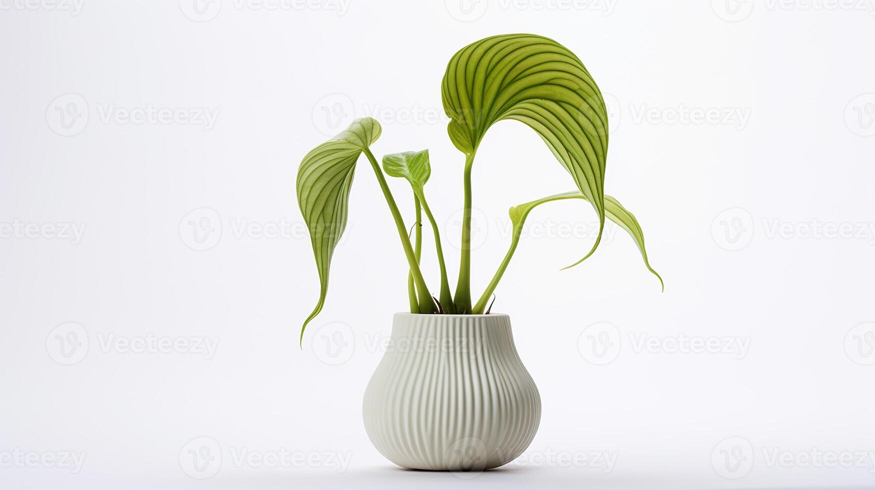 Photo of Jack-in-the-pulpi flower in pot isolated on white background. Generative AI