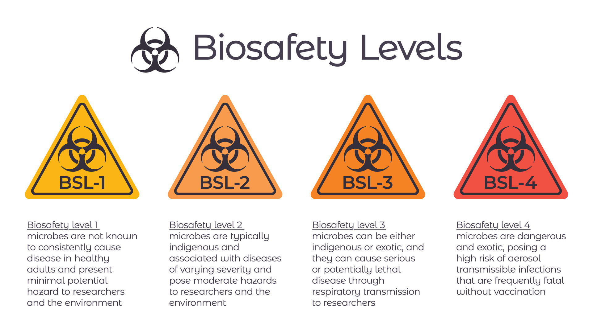 Biosafety levels bsl vector illustration infographic or laboratory