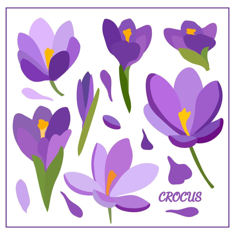 Set with crocus flowers. Spring plants. Purple, lilac, green, yellow. For design of postcards, patterns, etc., notebooks. vector