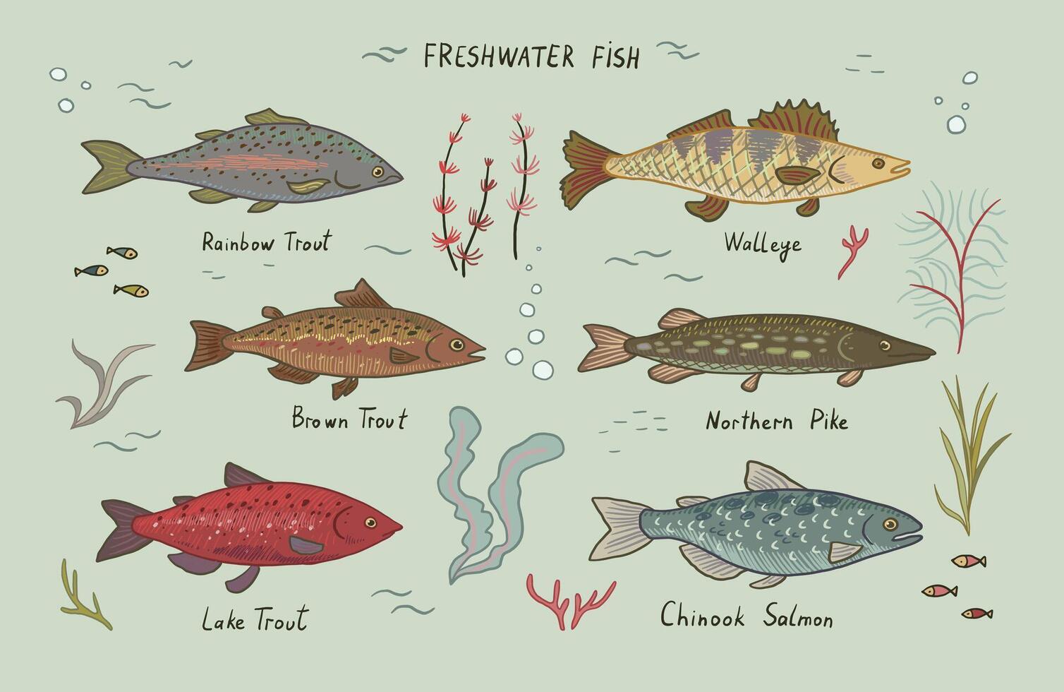 River freshwater fish vector illustrations set.