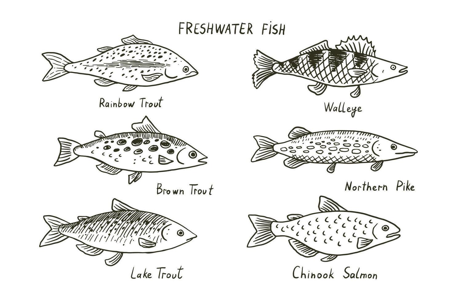 River freshwater fish vector illustrations set.