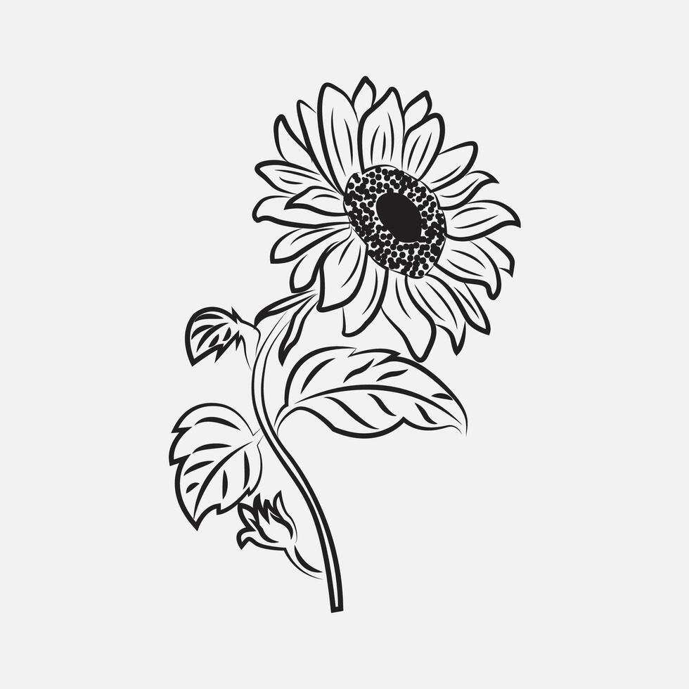 Sunflower Drawing Sketch vector