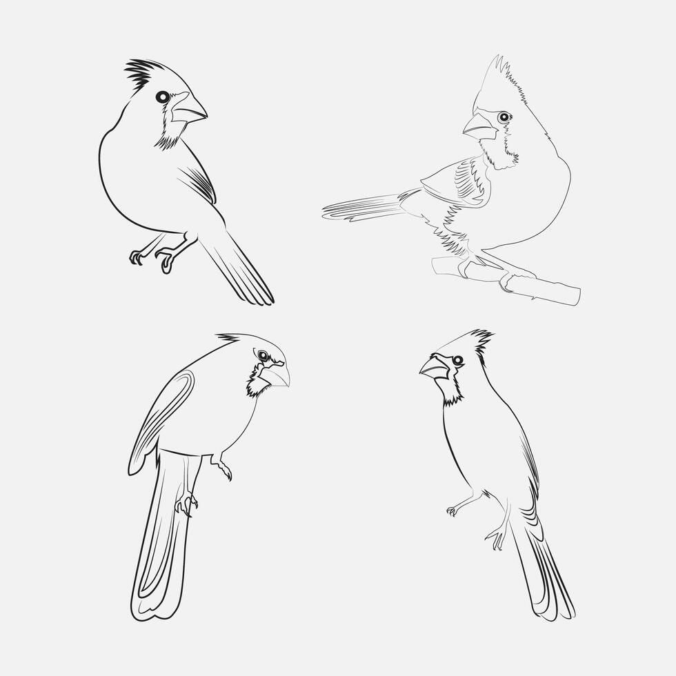 cardinal bird line art illustration vector