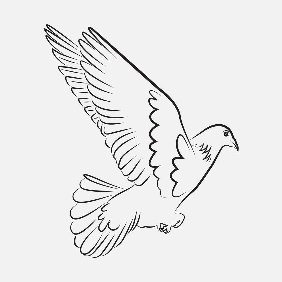 pigeon line art illustration vector