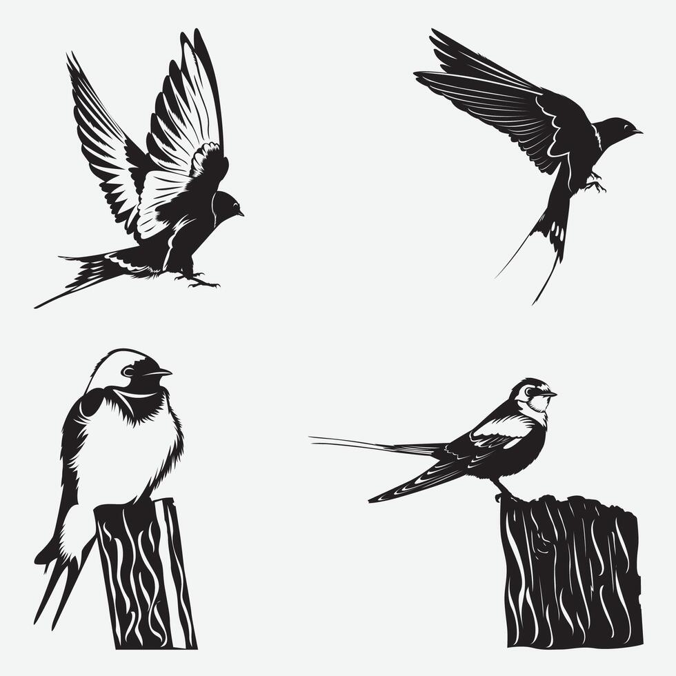 Swallow Drawing Sketch vector