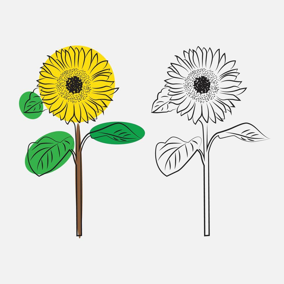 girasol dibujo bosquejo vector