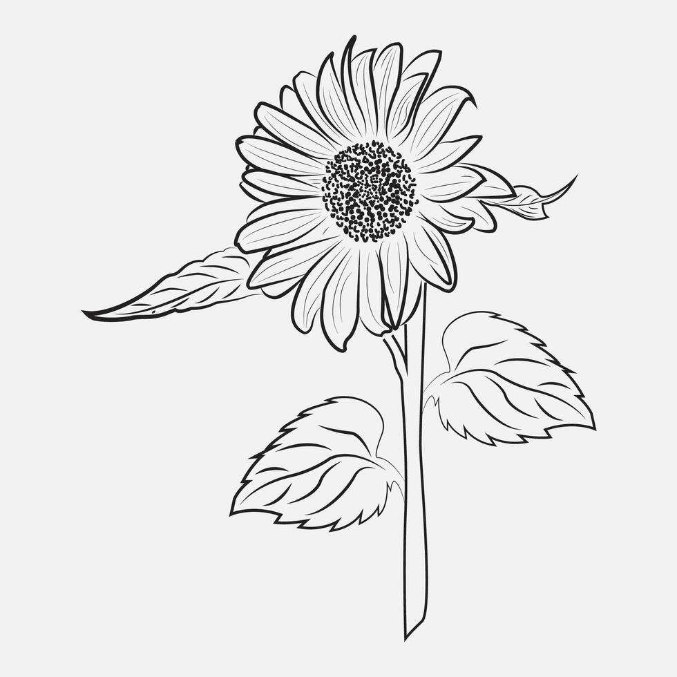 girasol dibujo bosquejo vector