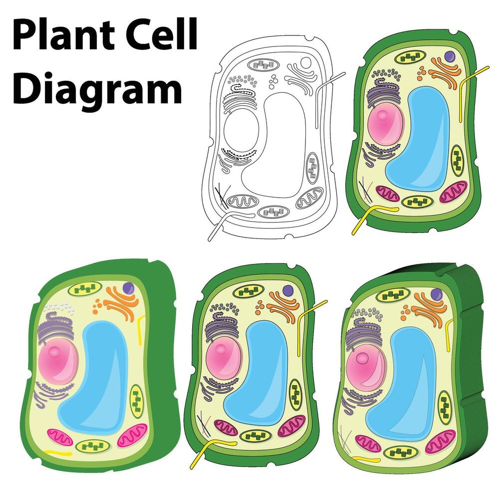 planta célula diagrama vector