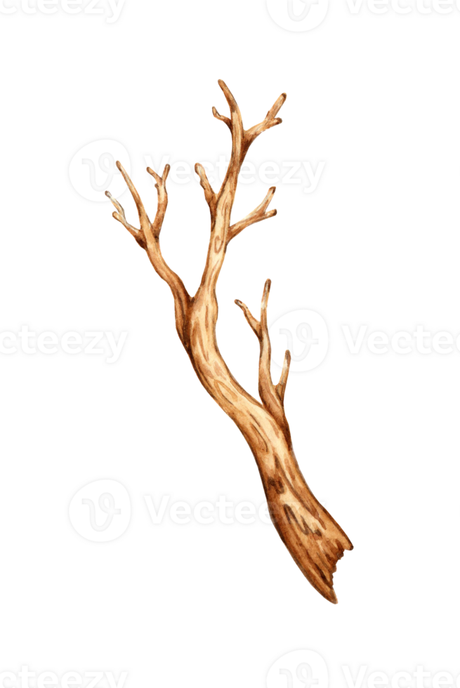 Watercolor illustration of a dry tree branch. The graphic element of a botanical drawing is a tree branch without leaves. Isolated. Natural decor from dry sprout. For decorating a garden, forest, png