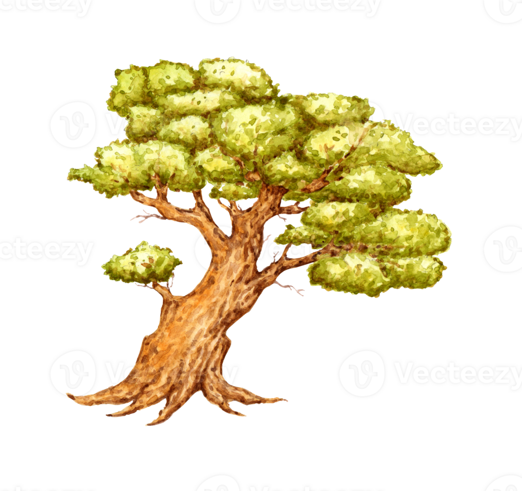 Watercolor illustration of a green old linden tree. Forest plant element maple, linden, old oak. Isolated. Single image of a leafy and evergreen tree. For decorating a garden, park, forest png