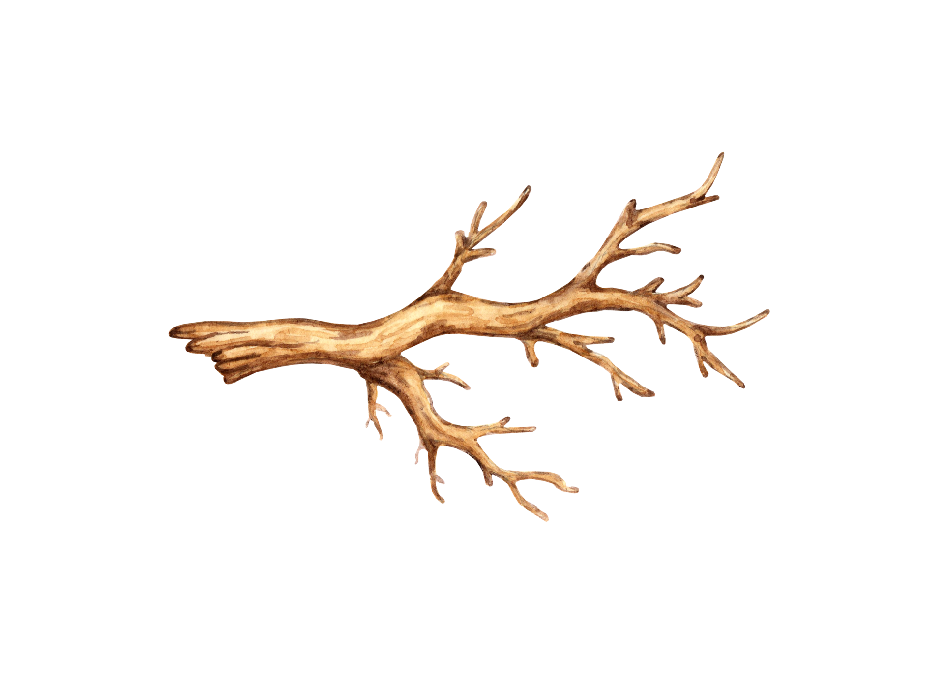 watercolor-illustration-of-a-dry-brown-tree-branch-a-graphic-element