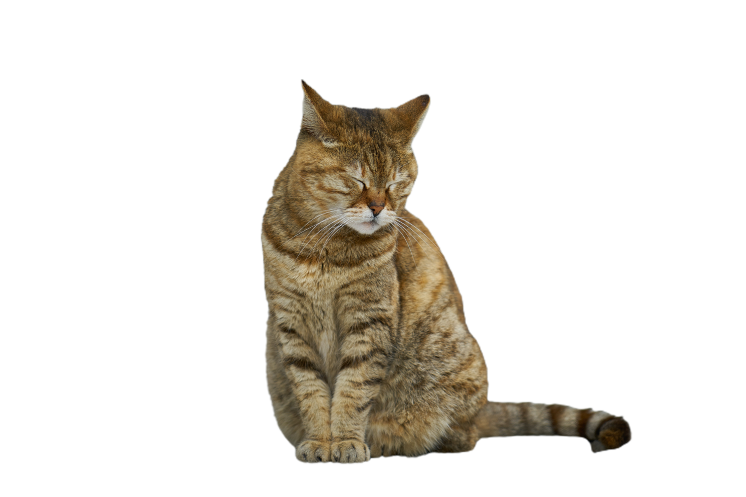 Katze mit transparent Hintergrund kostenlos png