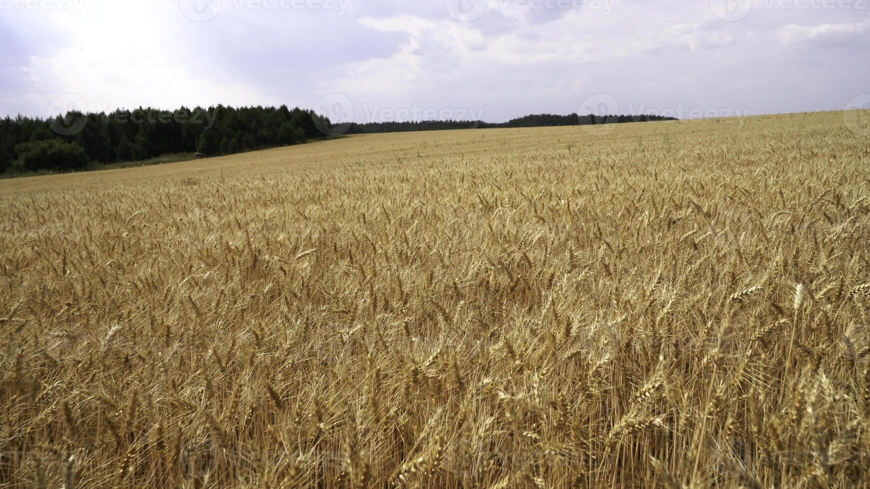 View of wheat field on cloudy summer day. Media. Golden ears of wheat field on cloudy day. Large farmer's field of wheat photo