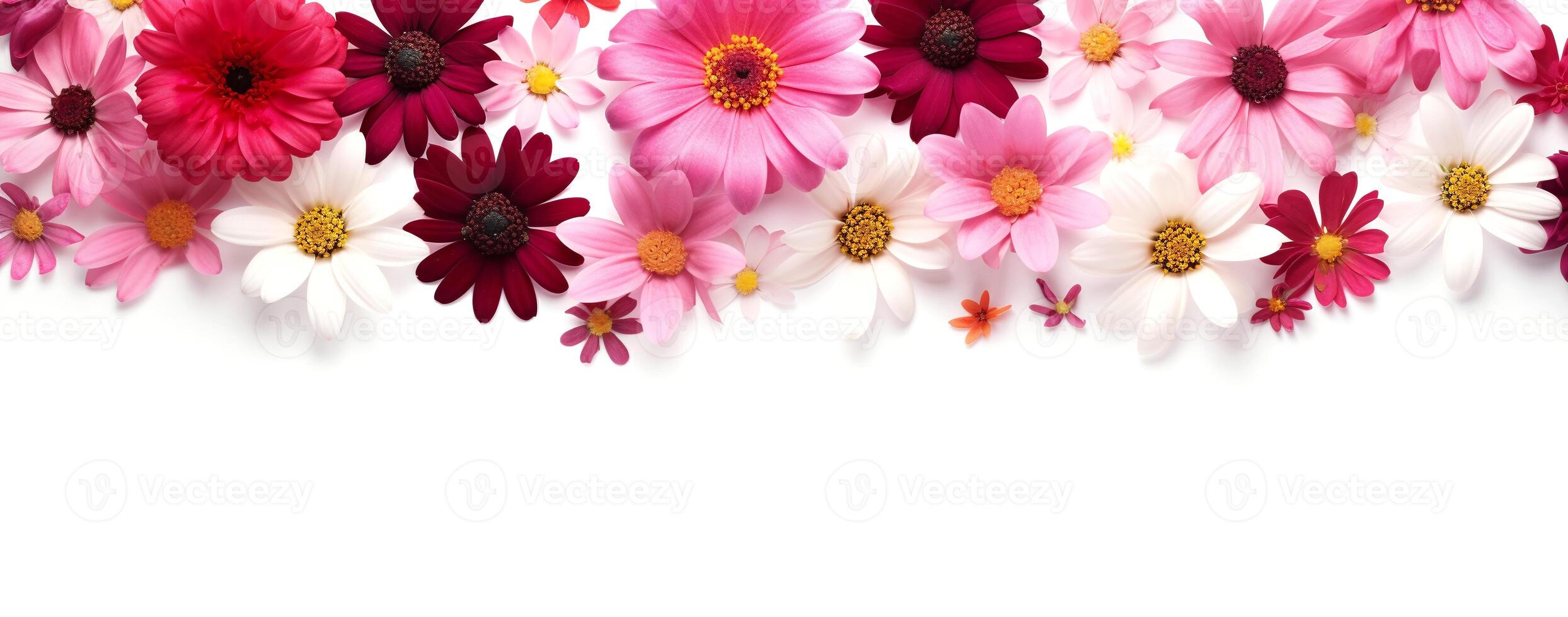 AI generated Vibrant daisy flowers panoramic banner, ideal for wedding designs, spring backgrounds, and floral headers. photo