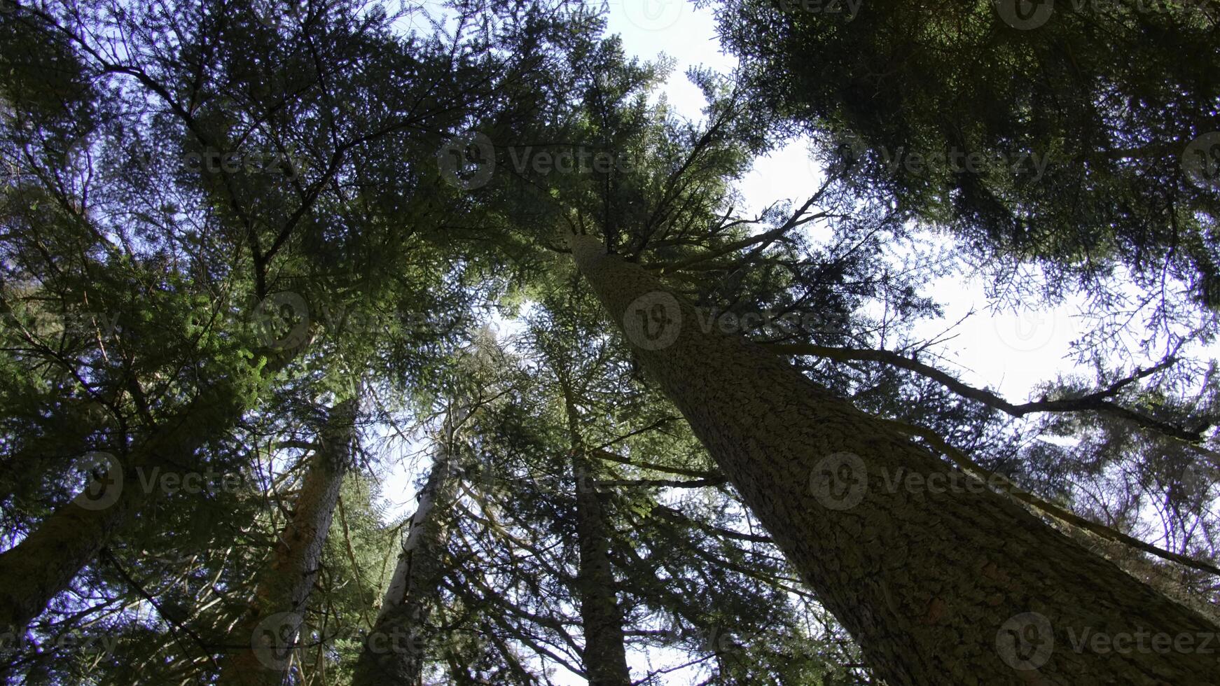 Bottom view of trees with green tops. Creative. Beautiful tall trees in forest with green tops. Forest with green tops on background blue sky on sunny summer day photo