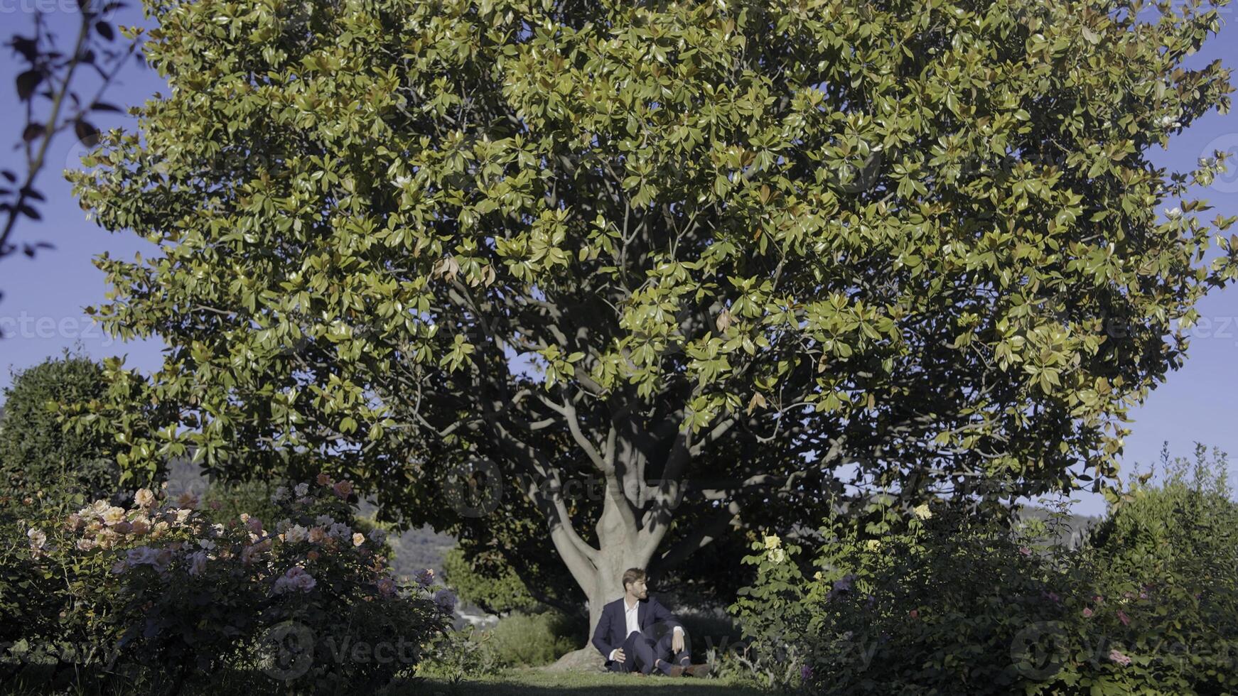 Lush green tree in the summer garden and a man in suit sitting on the ground and leaning on its trunk. Action. Young man having a rest under the tree crown. photo