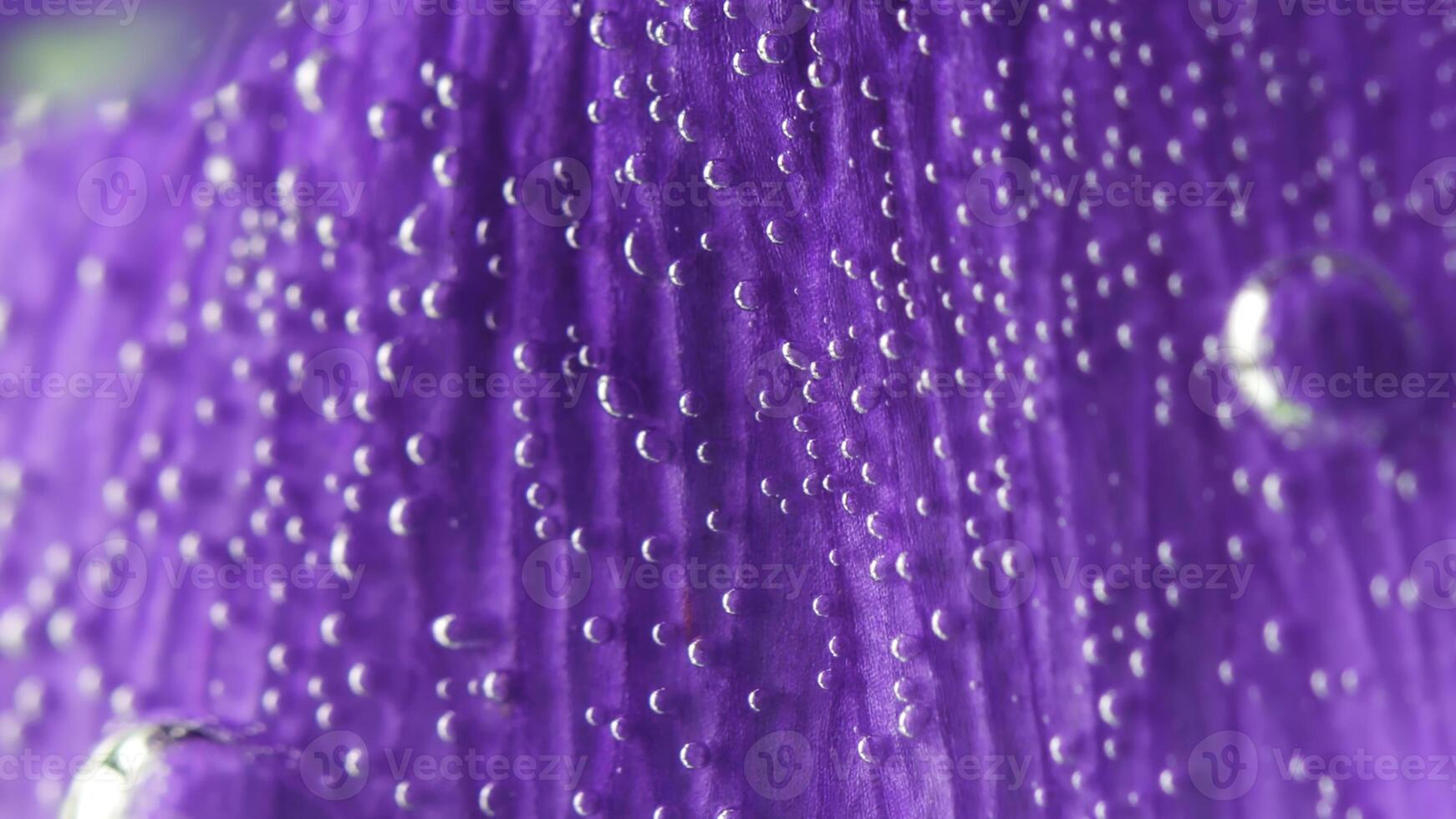 Delicate gray background.Stock footage.A bright purple flower in macro photography that is located in the water and bubbles are moving away from it. photo