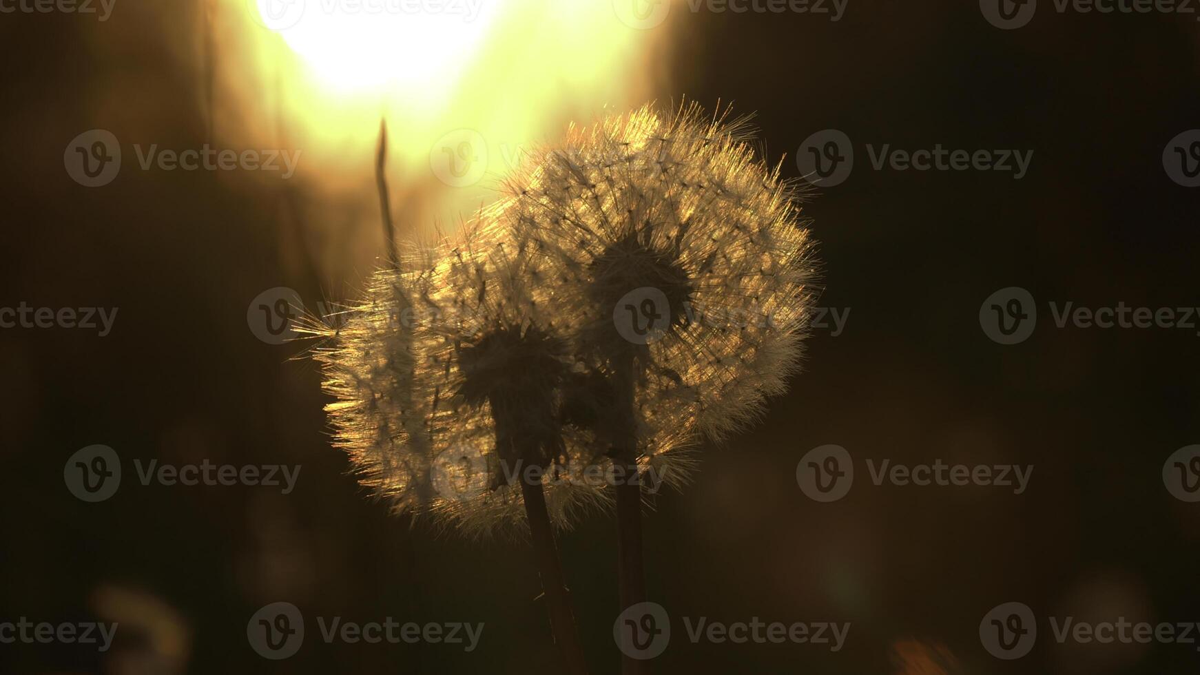 A beautiful dandelion on the background of the sunset.Creative. A beautiful wet and simple flower that has not yet scattered stands and a beautiful sunset is visible from behind, which gives off an photo