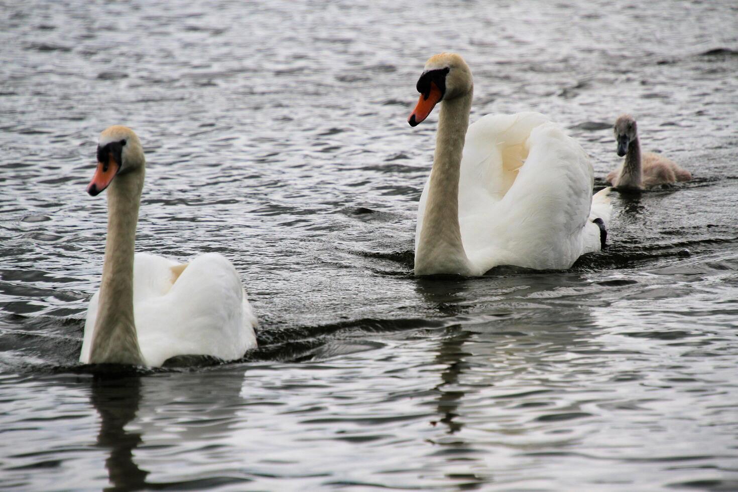 A view of a Mute Swan at Martin Mere Nature Reserve photo