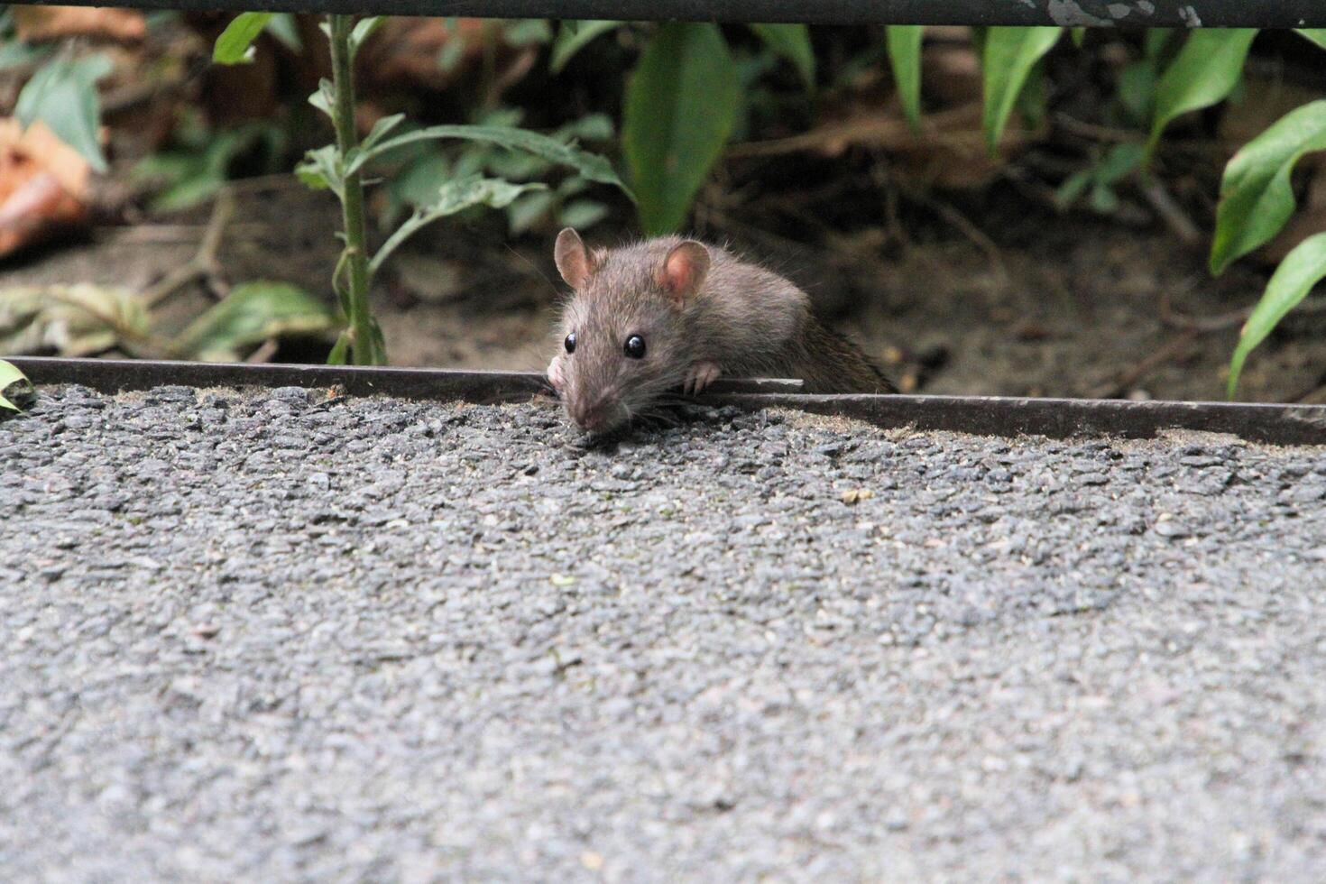 A close up of a Field Mouse photo